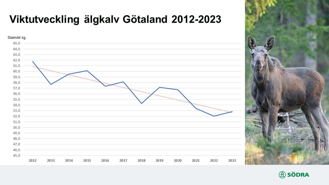 Viktutveckling älgkalv 