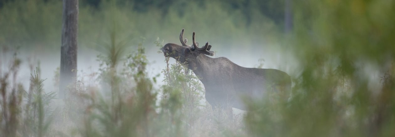 Älg Älgbilder fyra styck från samma serie. Älgbilder fyra styck från samma serie.