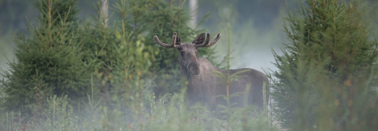 Älg Älgbilder fyra styck från samma serie. Älgbilder fyra styck från samma serie.