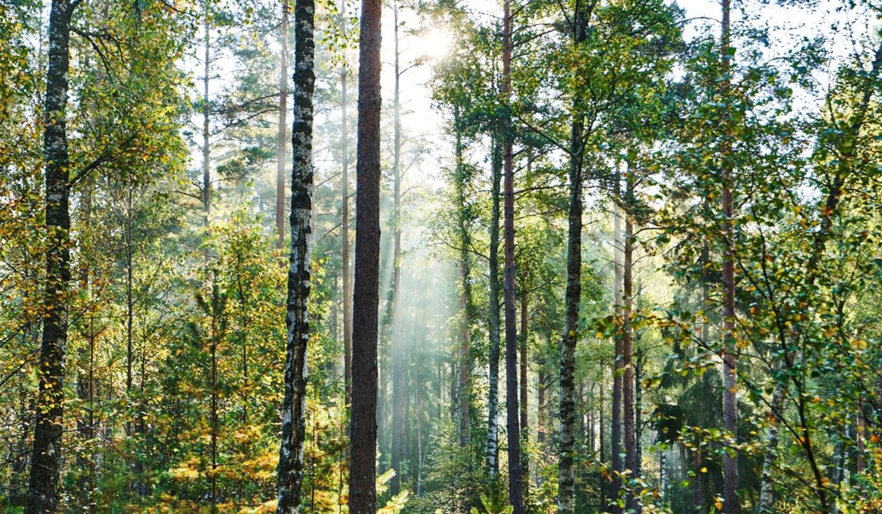 VR360 Blandskog i motljus