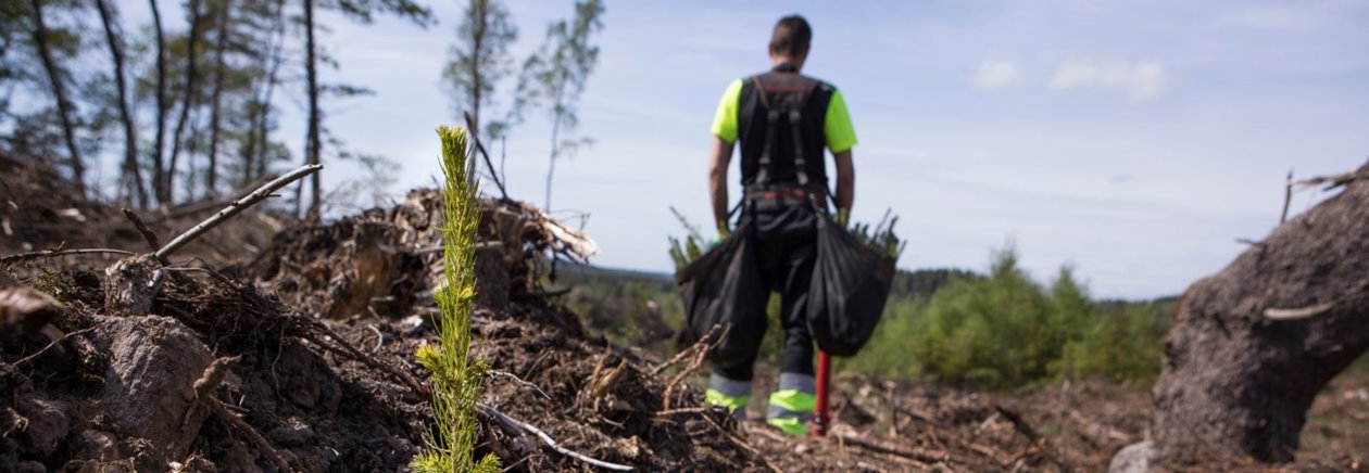 Plantering av Södras plantor Entreprenör som planterar Södraplantan Cambiguard