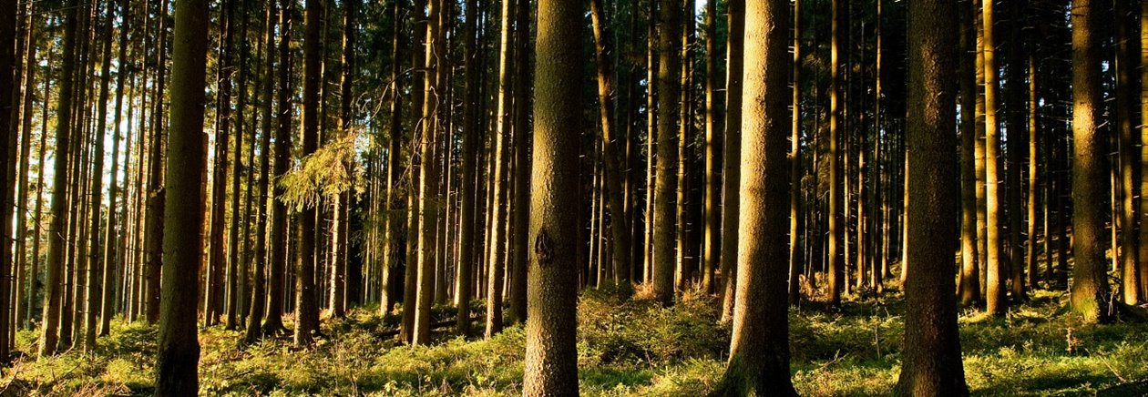 Skog. Gran. Granskog. Solbelysta stammar. Granskog