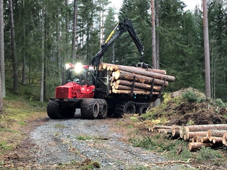 Skotare, timmer, föryngringsavverkning