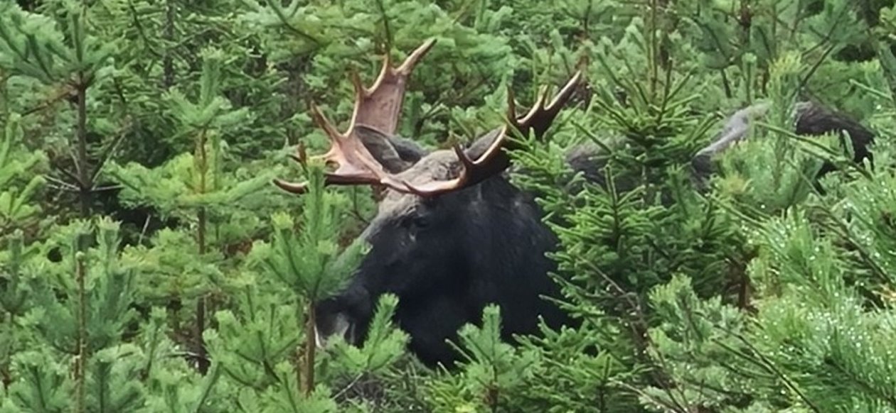 Älgtjur i tallungskog