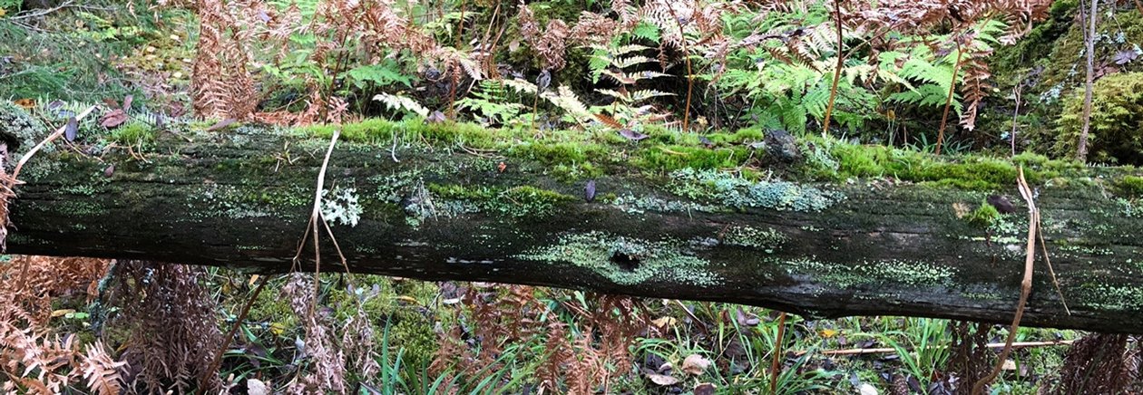 Död ved. Generell hänsyn. En låga som lämnats i skogen eller på hygget blir boplats och mat till många av skogens invånare, från det att den faller tills den har brutits ner till jord.