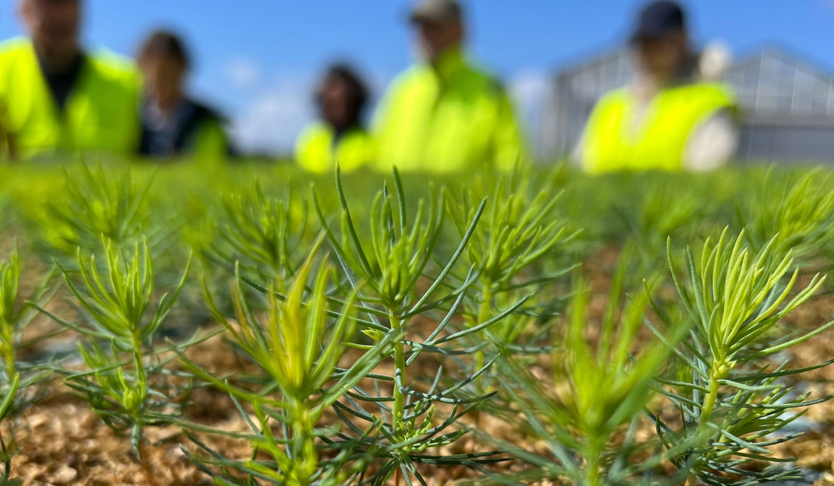 Fibre Education 4-5 juni 2024 i Varberg. Besök på plantskolan i Falkenberg