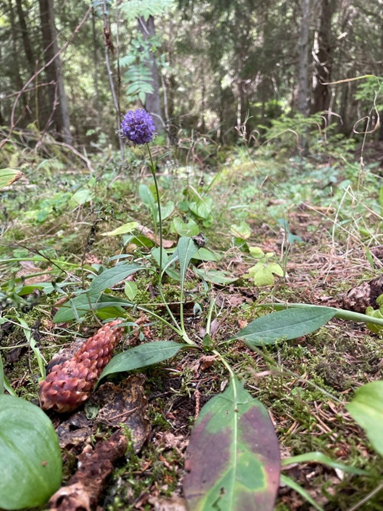 Ängsvädd (Succisa pratensis) är en vacker flerårig ört. Den blommar sent på sommaren, från slutet av juli till september. Med sina halvklotformiga, täta, blåvioletta blommor lockar den till sig en mängd insekter som söker efter nektar och pollen. Bin, humlor och fjärilar älskar ängsvädden!