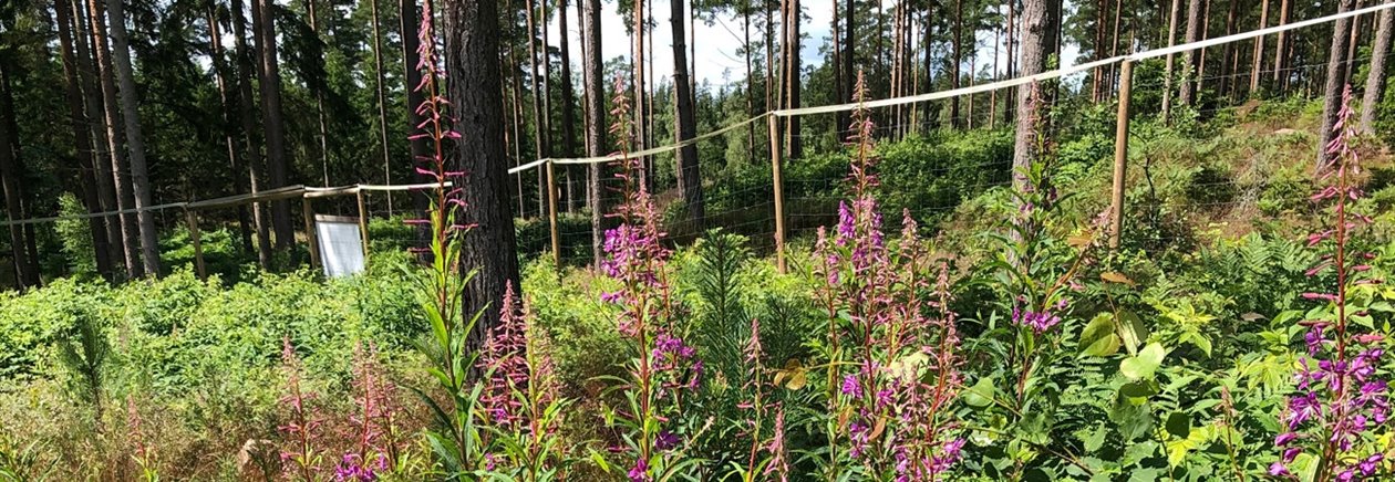 Hög tillväxt i Kylens viltdemohägn fjärde säsongen. Helhägn helt opåverkat av viltbete.