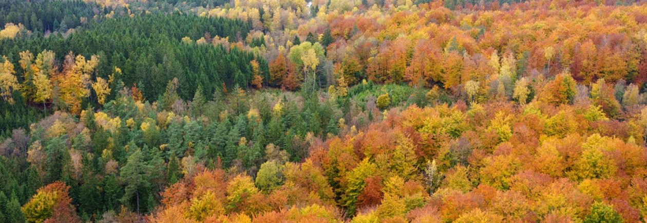 Skog på hösten
Forest during the Autumn