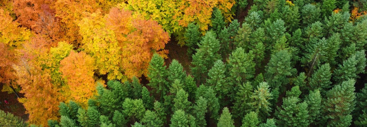 Skog på hösten