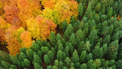 Skog på hösten