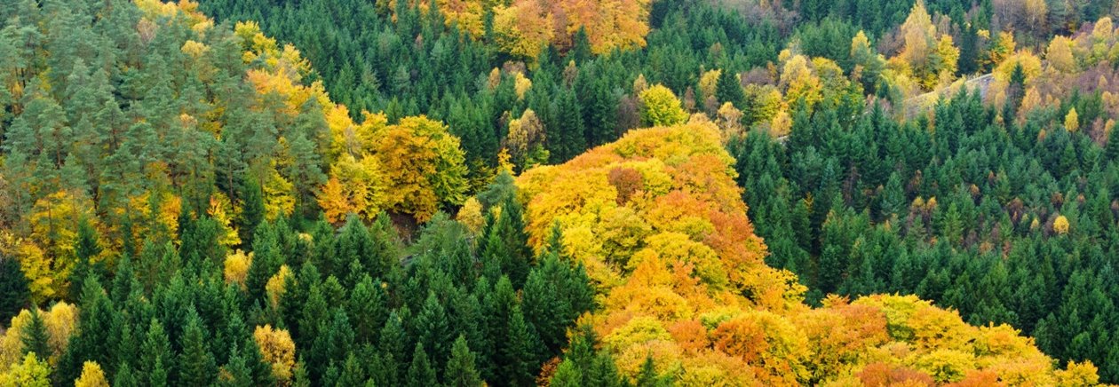 Skog på hösten