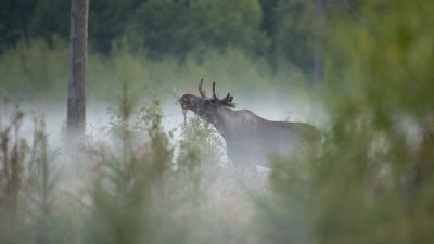 Älg Älgbilder fyra styck från samma serie. Älgbilder fyra styck från samma serie.