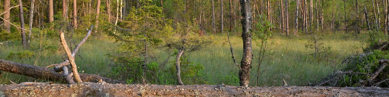 Mark med höga naturvärden. Öppen våtmark.