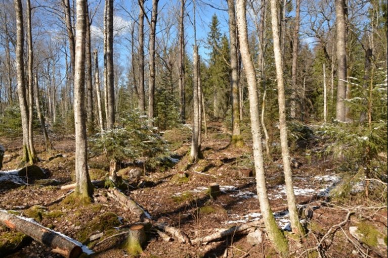 Träden på tidigare inägomark är ofta yngre och här syftar åtgärderna många gånger till att skapa naturvärden genom att tillskapa död ved och öka variationen. En bra åtgärd är att öppna smågläntor för att markfloran ska få frodas. 