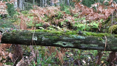 Död ved. Generell hänsyn. En låga som lämnats i skogen eller på hygget blir boplats och mat till många av skogens invånare, från det att den faller tills den har brutits ner till jord.