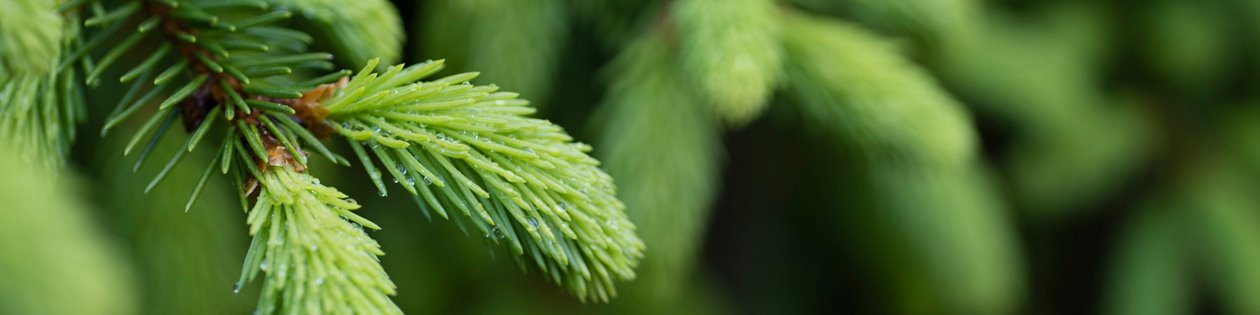 Södra naturbild