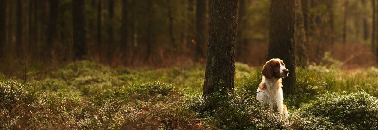 Tänkande hund sittande i skogen