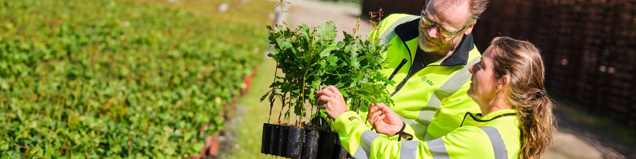 Fotografering plantskolan i Falkenberg