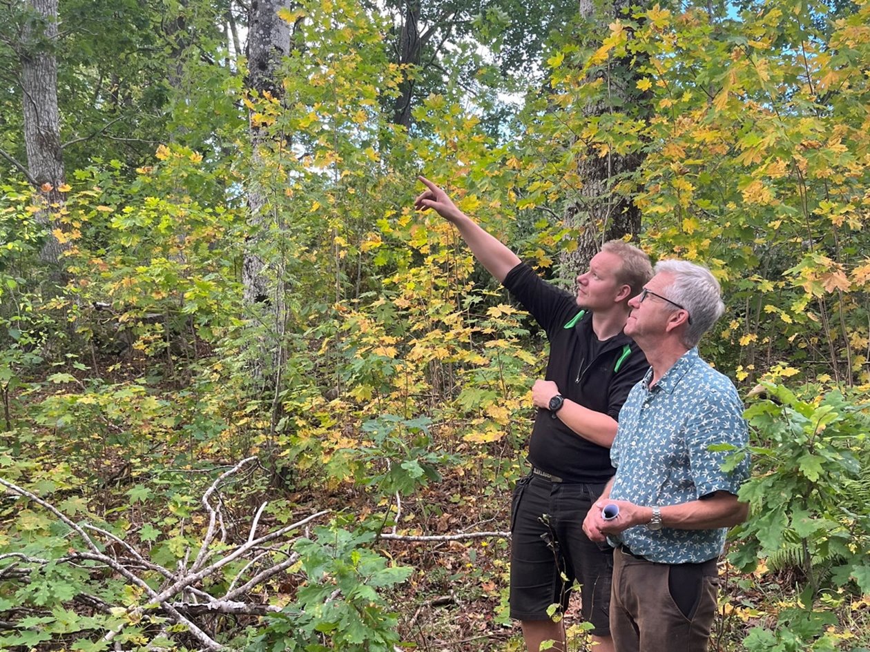 Naturvårdande skötsel. Skogsägaren Harald Säll och skogsinspektorn Johan Svensson träffas ute i en vacker lövskog en hösteftermiddag. De besöker ett av Haralds bestånd där entreprenören Marcus Gustavsson på MG Skog Jeppahem genomför en naturvårdshuggning. Harald Säll tycker att vi ska värna om den stående döda veden om den inte innebär någon säkerhetsrisk. Det finns arter, till exempel mindre hackspett, som söker sin föda i klenare döda grenar i trädens topp.