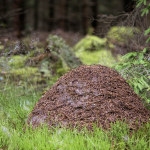 Bilder tagna på två platser i Halland.