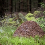 Bilder tagna på två platser i Halland.